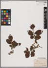 Foto von Salix aurita L.